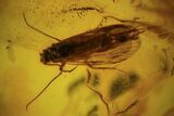 Fossil Caddisfly (Trichopterae) & Flies (Diptera) In Baltic Amber #102778-1